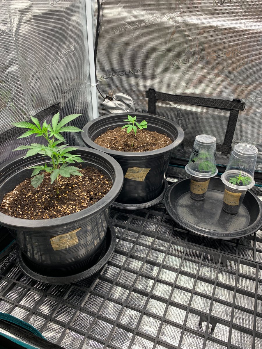RaysPlace420's tweet photo. 1st pic: #GushMintz week 7
2nd pic: #SourCherry week 6
3rd pic: Full house with #GushMintz, #SourCherry, #EgoPunch &amp; #OGKush
And all of the above in clones in the veg tent 
Have a Good one !! https://t.co/hRmtixcCgL