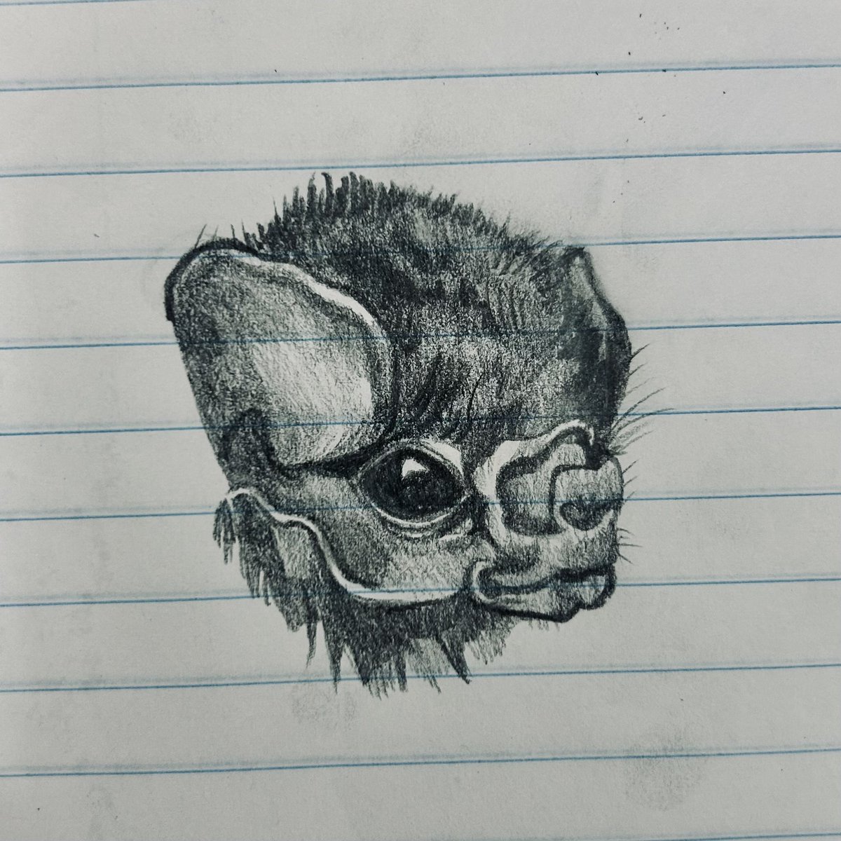Makmake777's tweet photo. #vampirebats #art || cannot compare to the beauty of a real one but it’s pretty good I guess https://t.co/NJTo847v8R
