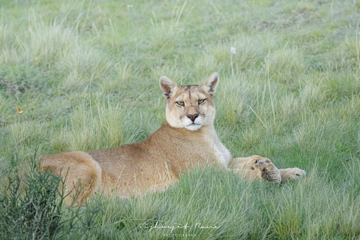 visranewildlife's tweet photo. Day 4 — Mountain Lion
Quiet Strength
Resting peacefully, yet completely aware of everything around her. A beautiful balance of calm, confidence, and power.
Day 4 of my 10-day Mountain Lion series.
#MountainLion #Cougar #Puma #WildCats #WildlifePhotography #NaturePhotography #BigCats #Wildlife #IntoTheWild #EarthCapture #OurPlanetDaily