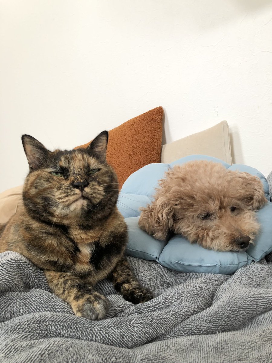 matsugorookoku's tweet photo. 犬が大好きなウチの猫
愛が重たすぎてフラれることが多いけど、たまに一緒にお昼寝できた時は嬉しすぎてゴルゴ13になります。 https://t.co/bYGn4Mhy21