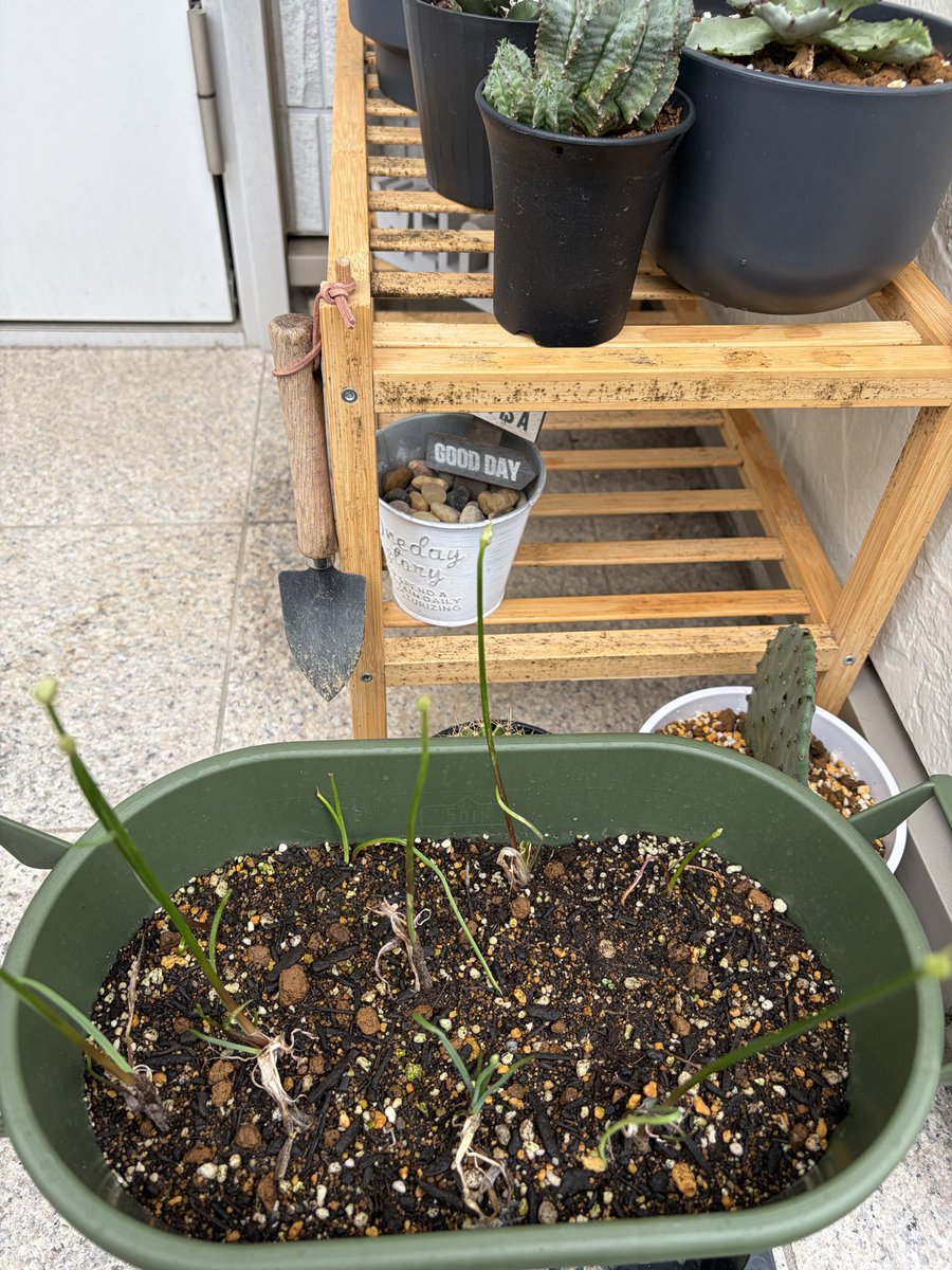 abcmiii11's tweet photo. エシャレットを最近植えて芽が出てきた☺️
パキプスは根上げをして剪定しました！
アガベ達も少しずつ成長してて嬉しい☺️ https://t.co/IQ2BmOF7DW