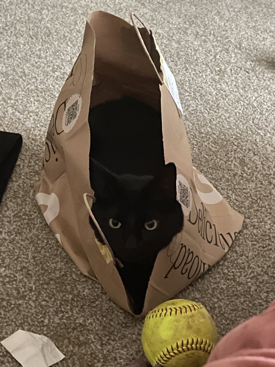 intelligentpawg's tweet photo. #imissmycats #somuch https://t.co/h23ENyCrqP