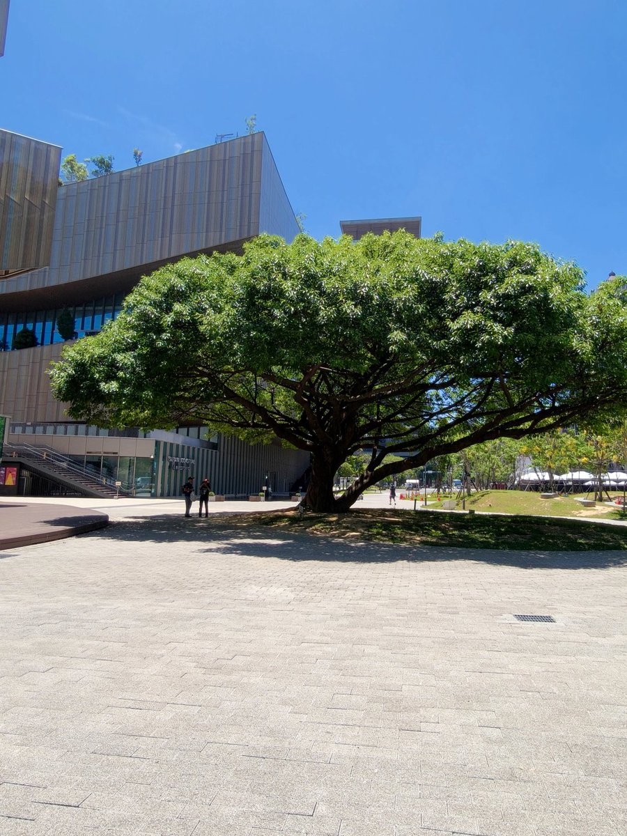 BALU99523636's tweet photo. It's quite cool under this big tree. this tree is truly admirable! https://t.co/0sHSSH2mI3
