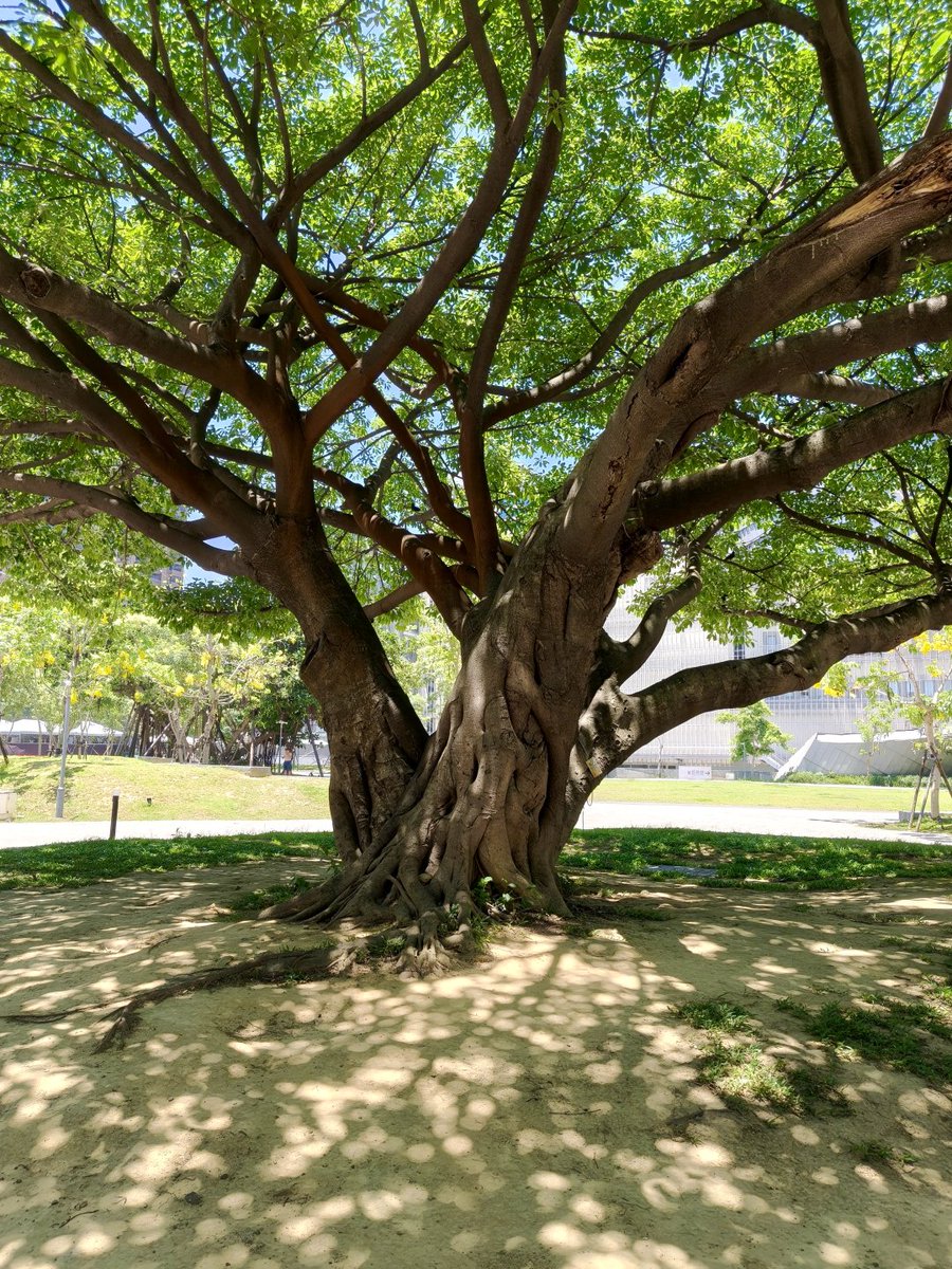 BALU99523636's tweet photo. It's quite cool under this big tree. this tree is truly admirable! https://t.co/0sHSSH2mI3