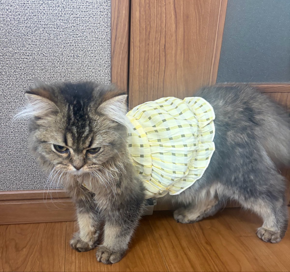 konutan_'s tweet photo. サイズミスってちいちゃすぎるおべべ着せられて激おこᗷᗩᗷYとかも、載せちゃう🐈🍼 https://t.co/SSiCklZvKh