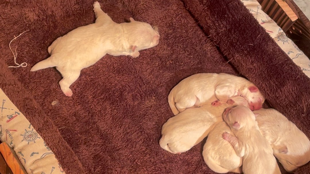 raind379847's tweet photo. My puppy grew from a tiny furball to a energetic ball of joy in just 3 months—every tiny milestone is worth the wait!， https://t.co/zRpaPdTZTv