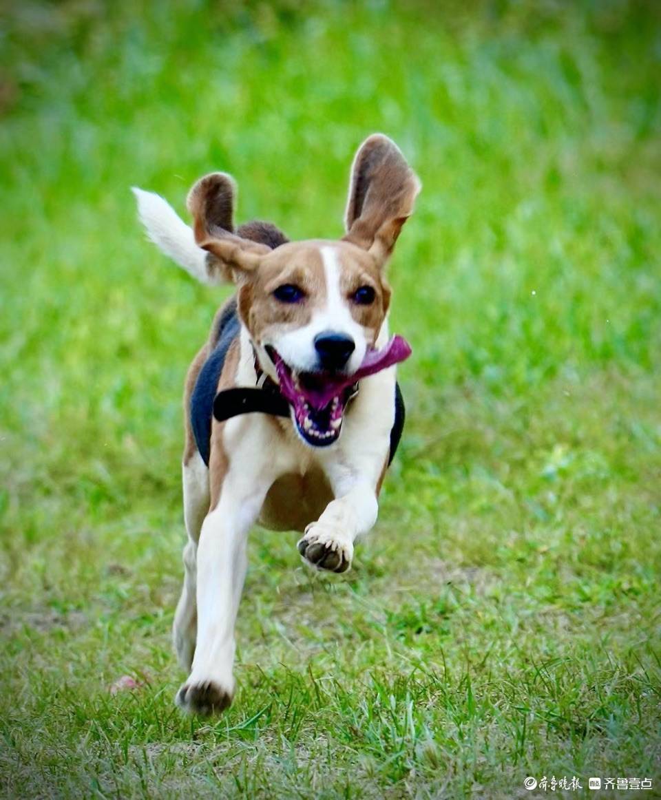 harpe4rnathanri's tweet photo. Our little pup Mochi just hit 6 months old! From wobbly tiny paws to zooming around the yard, every growth spurt is pure joy  #PuppyGrowth https://t.co/uIqnturx85