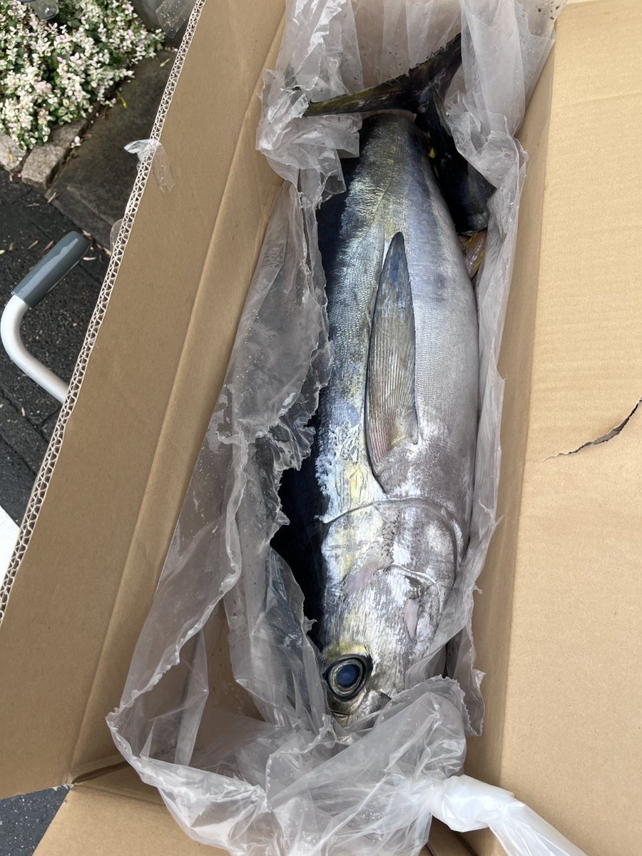 wanko0514's tweet photo. 友人が、某スーパーの魚卸しサービスで25kgのキハダをお願いしたら、サービス料324円で完璧なパッキングされて戻ってきたｗ

うちの近所にも欲しい😂 https://t.co/zyKkGvY2bP
