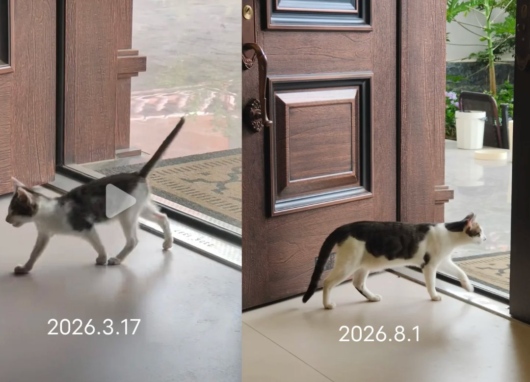 li_simu24124's tweet photo. @sumok_eee So Cute!!!My cat is also a stray with this same coat pattern. https://t.co/yvPsl5ZaMn