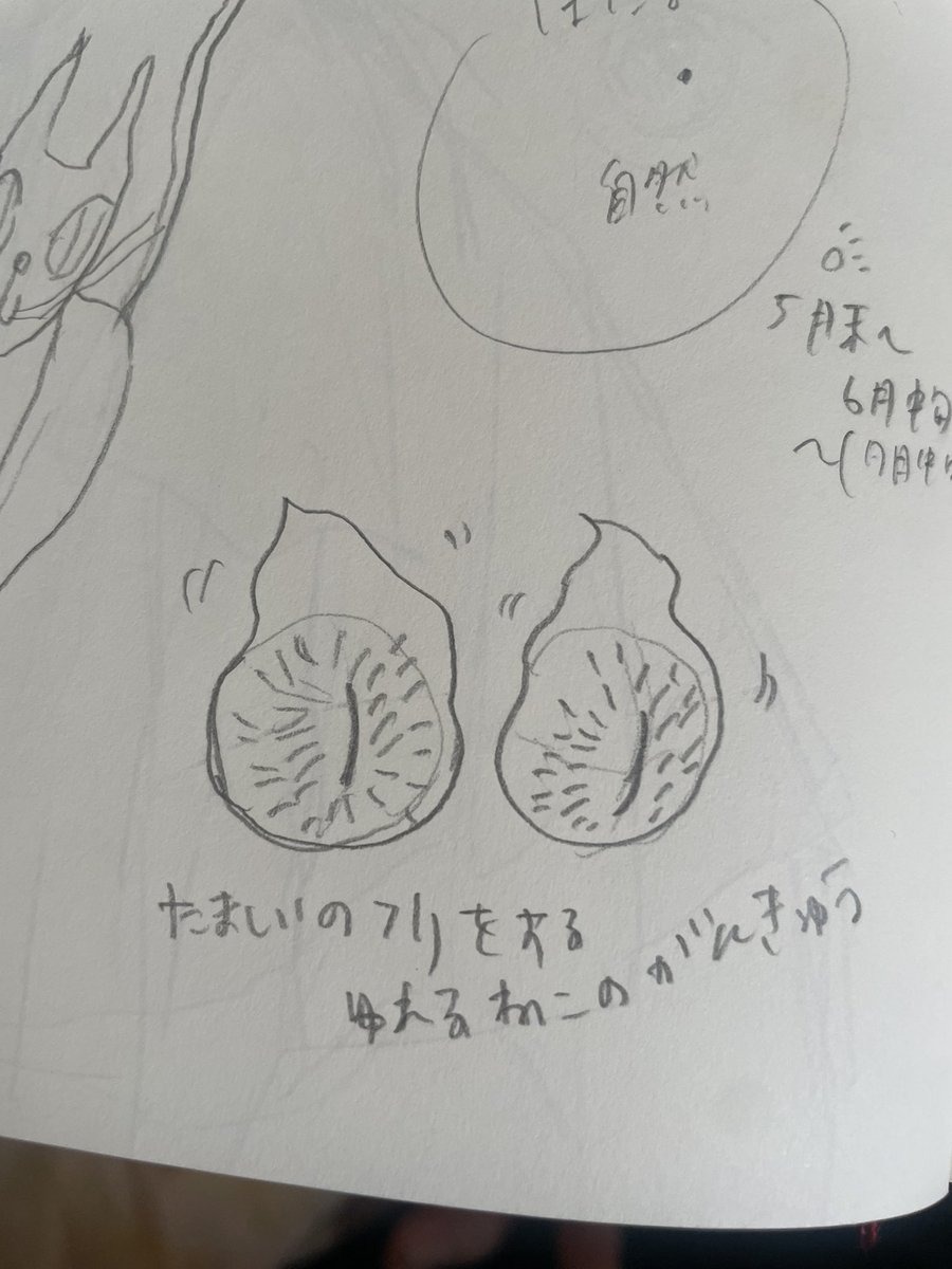 bon_morry's tweet photo. ねこらくがき https://t.co/j92a14vveW