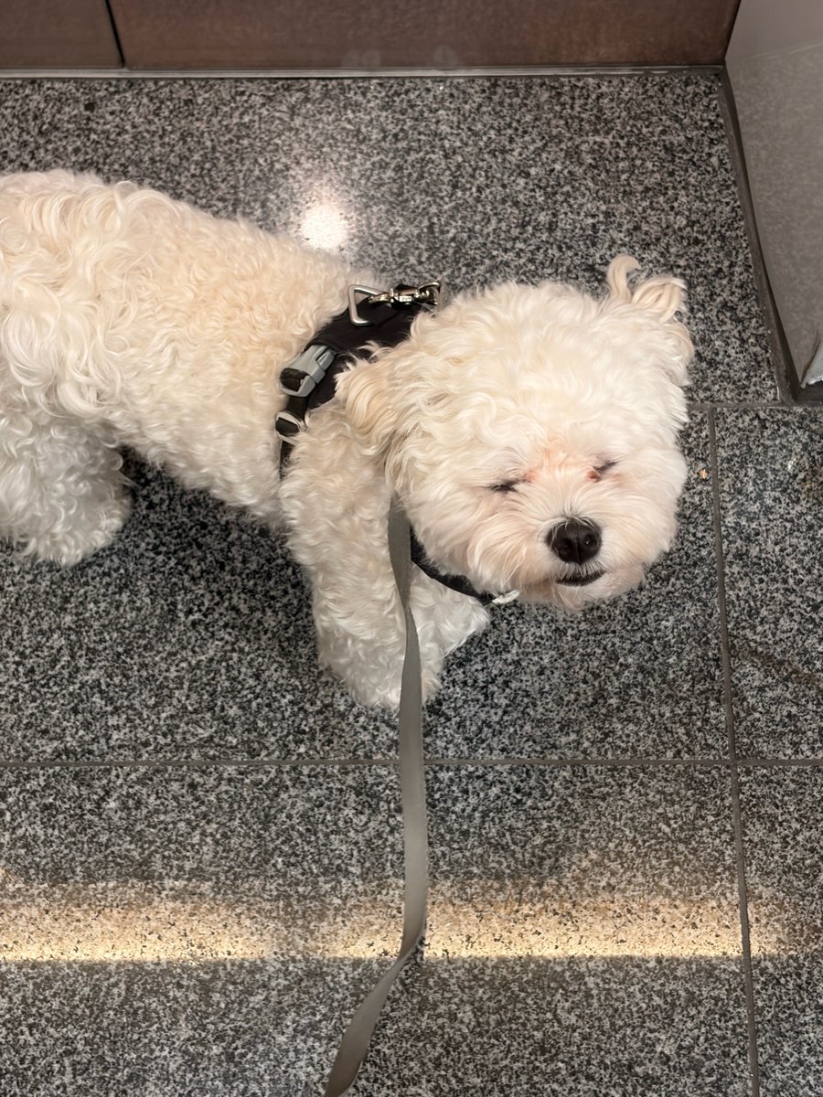 ye___pudding's tweet photo. 🐶 산췍 레츠고 https://t.co/Q6vvQWPH59
