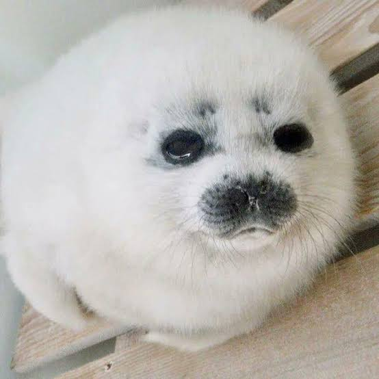 Clementine_OW's tweet photo. oh baby ponsuke no one could ever be as cute as you https://t.co/ZbkF8MOwrB