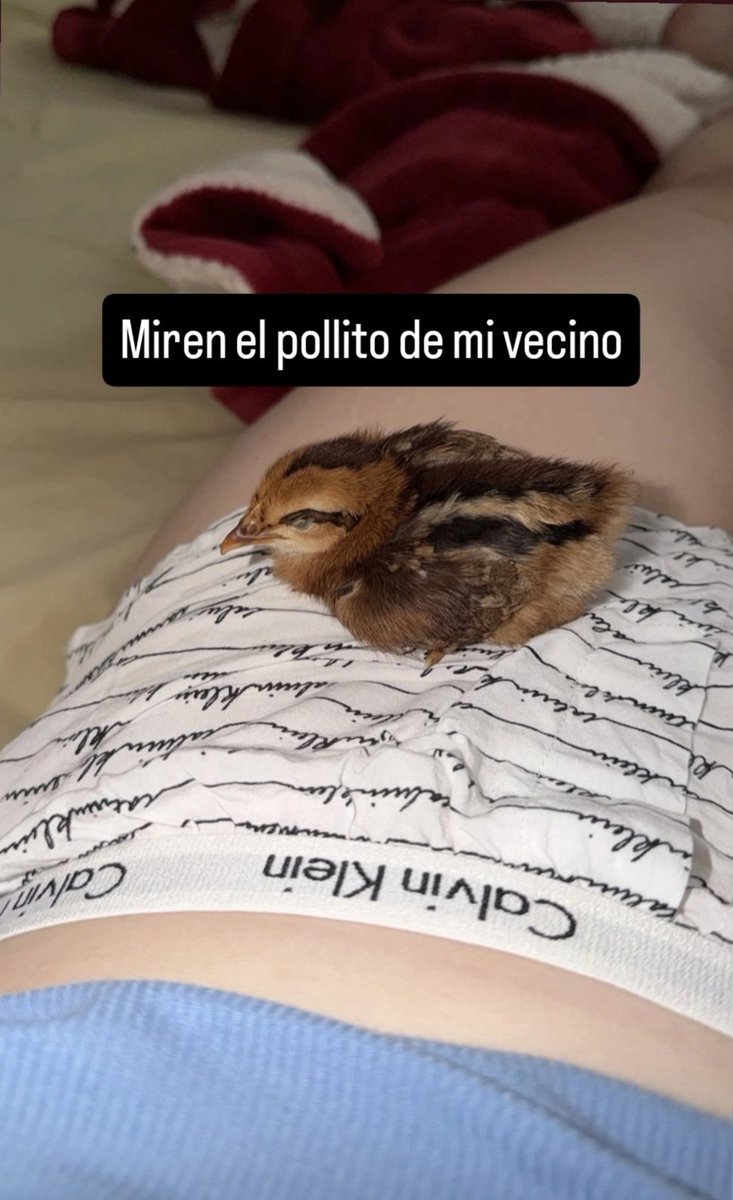 Julynao86365's tweet photo. Mireeen 🥹🥹🥹 que cosita mas bonita, me gustan los animalitos https://t.co/STCnn9KuiN