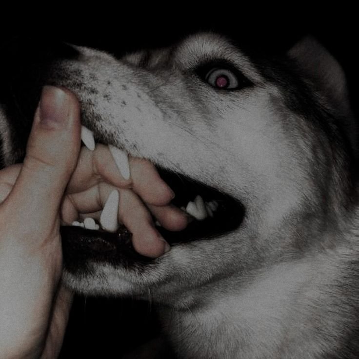 fr34ksh1t's tweet photo. ig I should finally do an intro

☆ Star/Heretic/Angel
☆ 20
☆ any pronouns 🏳️‍⚧️
☆ pansexual
☆ hard + taboo kinks
☆ obsessive mutt!!
☆ AuDHD + DID + BPD + killmePD 💔
I post lots of fanfics as well as just horny mutt ramblings

#moothunt #nsfwtwt #petplay Am I doing this right https://t.co/gz3BN1OCt9