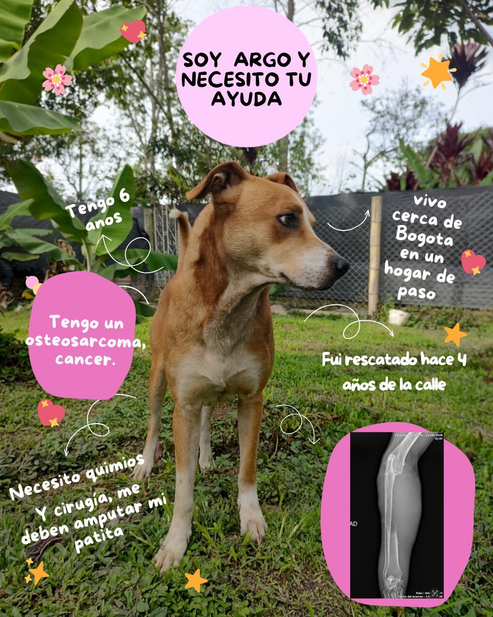 SofiaSa_9's tweet photo. ARGO NECESITA TU AYUDA 🐾
Hola, soy Argo. Tengo 6 años y fui rescatado de la calle hace 4 años. Desde entonces vivo cerca de Bogotá, en un hogar de paso, donde he recibido mucho amor y cuidado. ❤️
Hace poco fui diagnosticado con osteosarcoma, un tipo de cáncer de hueso. https://t.co/jnAPStIjYA