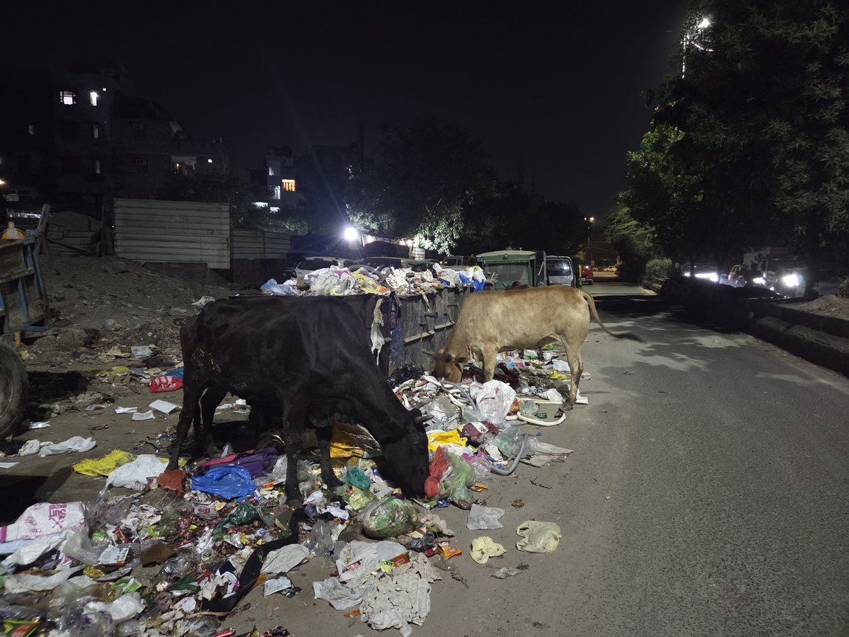 suraj_cma's tweet photo. Dear Ma’am, this is the situation in most parts of IP Extension- Patparganj. Despite repeated complaints about stray cows and their safety no action has been taken. Cows are found at every corner creating a serious accident risk for residents and animals.
@CMODelhi @MCD_Delhi https://t.co/BDmTtwkndn