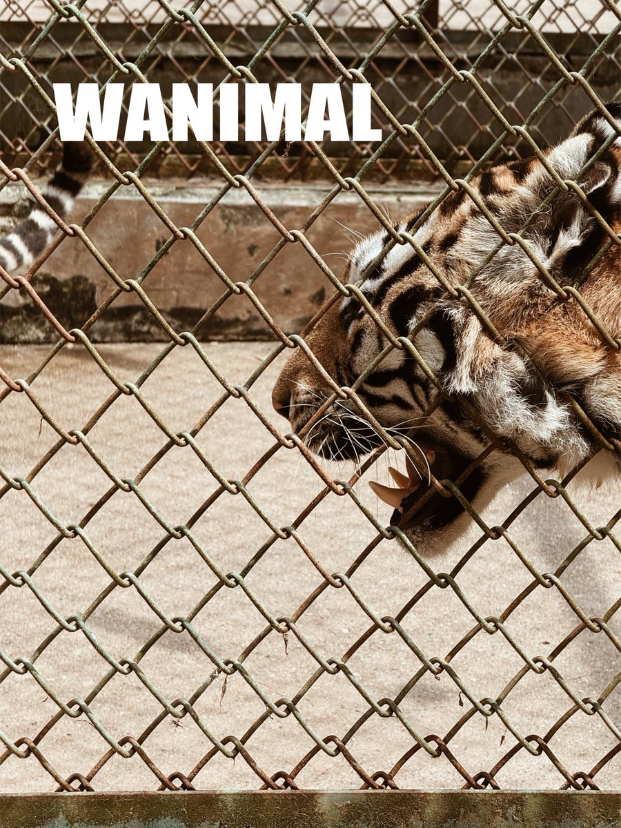 WANIMAL912's tweet photo. 眈

WANIMATE
@qinweiyingjie https://t.co/JMiX7P1UTu