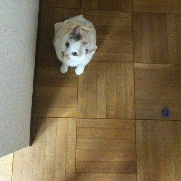 MarceleneMd23r's tweet photo. 無条件の肯定を求めているような視線が痛いね。どうせ何一つ期待には応えられないんだから、そっとしておいてほしいよ ⚖️ https://t.co/CNb7yFxjyW