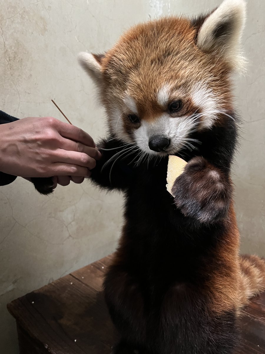 nogeyamazoo401's tweet photo. #ありがとう野毛山 #みんなの野毛山アルバム #今月のマンスリー動物 #レッサーパンダ

健康管理編
必要に応じ採血も行います。
リンゴを食べている時は大人しくしてくれます。

#野毛山動物園 
2027年１月７日～休園予定 https://t.co/a2ovrbgSU6