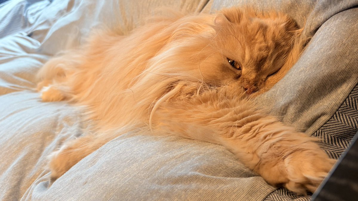 ton_cathouse's tweet photo. 布団ふわふわ

#猫 #cat #猫写真 #猫好き #ねこ #にゃんこ #catsoftwitter #猫がいる幸せ #猫との暮らし https://t.co/K4UES6L90D