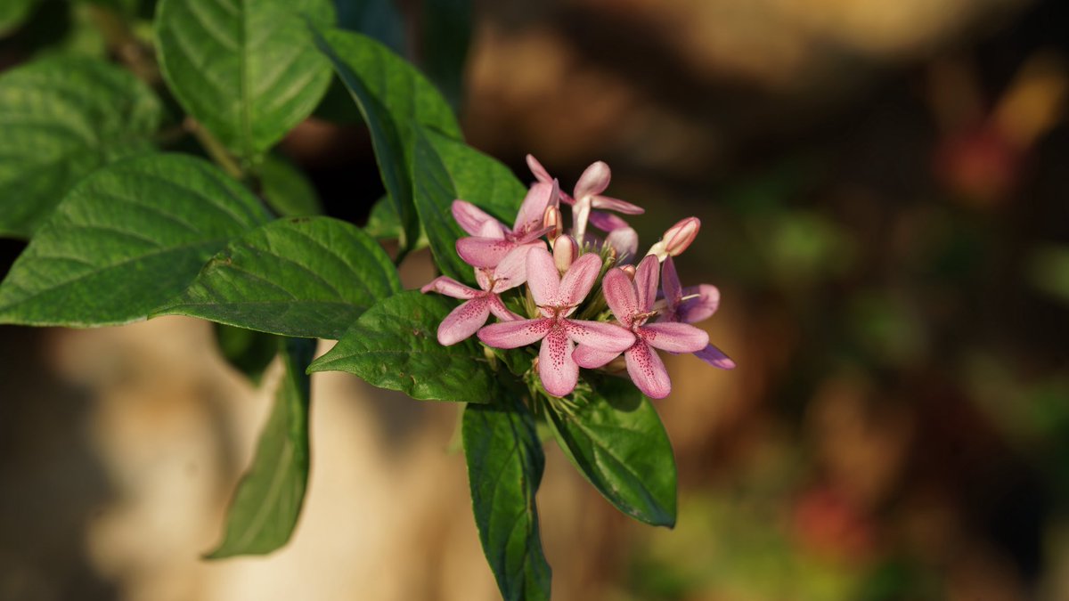 RootedInZoho's tweet photo. Blooming in a quiet corner of our campus — the Pink Ruspolia, with five soft petals speckled like a secret, catching the last warm light of the day. 🌸✨ https://t.co/18dLByzqtI