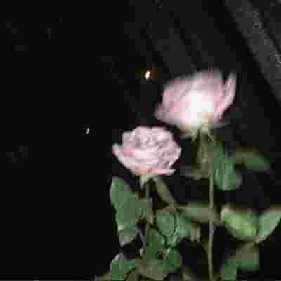rahulprince97's tweet photo. صباح مليء بالطاقة الإيجابية! اليوم اجعلوا هدفاً صغيراً وأنجزوه، فالإنجازات الصغيرة تبني ثقة كبيرة بالنفس وتدفع نحو الأحلام الكبيرة  🌺 🌸 https://t.co/sDZSwlEpln