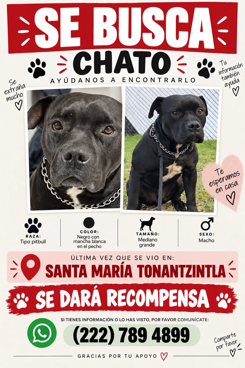 PueblaenLinea's tweet photo. 🚨🐾 ¡AYUDEMOS A ENCONTRAR A CHATO!

Chato se escapó este lunes 14 de septiembre alrededor de la 1:00 p.m. de una escuela de adiestramiento ubicada por Santa María Tonantzintla, Puebla.

Su familia lo busca con desesperación. ❤️‍🩹 Cualquier información sobre su paradero puede ser clave para que regrese a casa.

💰 Se ofrece recompensa.
📲 (222) 789 4899

🙏 Comparte. Que esta publicación llegue a quien pueda haberlo visto.

#Puebla #SantaMariaTonantzintla #Chato #SeBusca #AyudaAnimal
