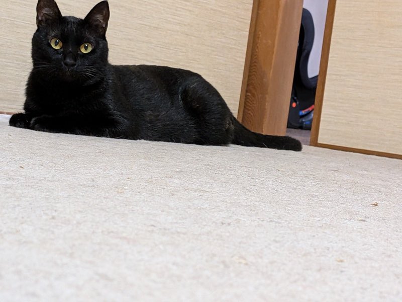 satoya_boshu's tweet photo. 狭くて汚い檻の中に閉じ込められていた２匹です
推定1歳3ヶ月
♂・♀ 兵庫県

高齢の方が外でご飯をあげていましたが近所から苦情があったために自宅の狭い檻の中に入れていました。
走ることも出来ないような不衛生な檻の中でじっと耐えてきた子です。愛情の中で自由に走ったり遊んだりできますように https://t.co/XRWq50F5up