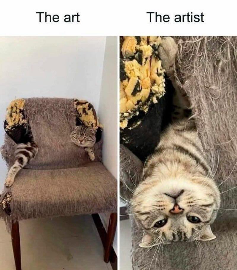 PunchingCat's tweet photo. https://t.co/VLjKwSMhtX