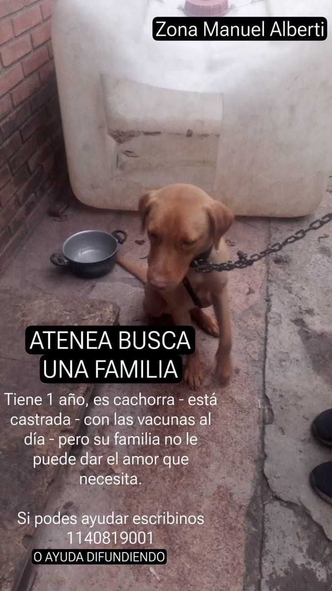 muypauly's tweet photo. Amigos por favor. Vengo a pedirles piedad. Me entregan a esta cachorra encadenada. Solo necesito que alguien pueda resguardarla, transitable o un hogar. Por fsvir necesito que sea urgente porque va a mor1r. Si podes por favor, podrías mandarme mensaje en esta publicación? https://t.co/c5rpgtrfnK