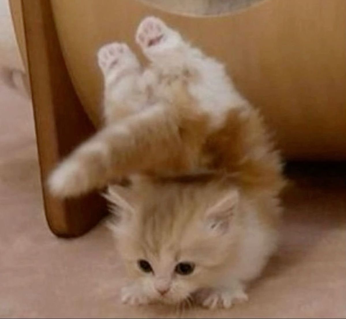 dumshaan's tweet photo. flexible kitty. •𐃷• https://t.co/gL9fW1WalU