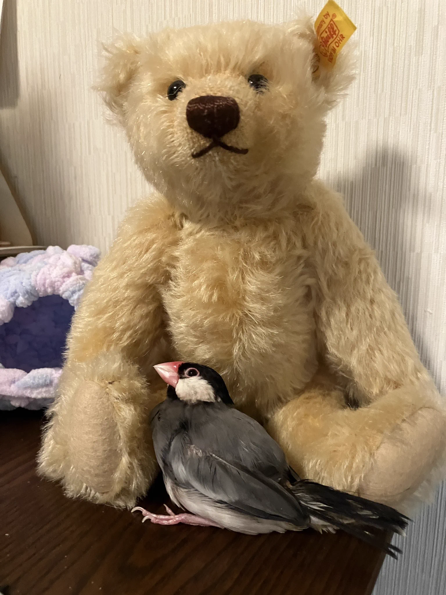 文鳥堂 on X: 
