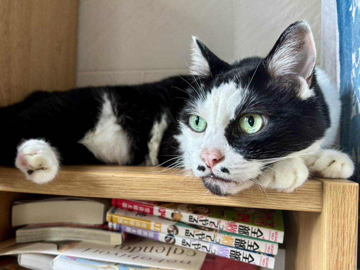 muddycat_atami's tweet photo. 美しい瞳をしているが、肛門腺が破裂してケツが臭い人 https://t.co/W9DquAI5pw