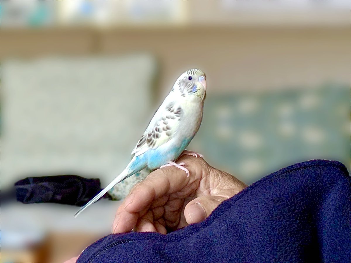 Auni313842's tweet photo. ▼迷いインコ捜索

【進捗】
2026/9/3から迷子です。もうすぐ2週間になってしまいますが探しています。

ポスティング・動物病院のチラシ・回覧板・SNSからの連絡はまだありません。

うちのインコを含め、また1羽もインコを発見できていなくて凹みますが今日も捜索します。 https://t.co/3ARUJpahS0