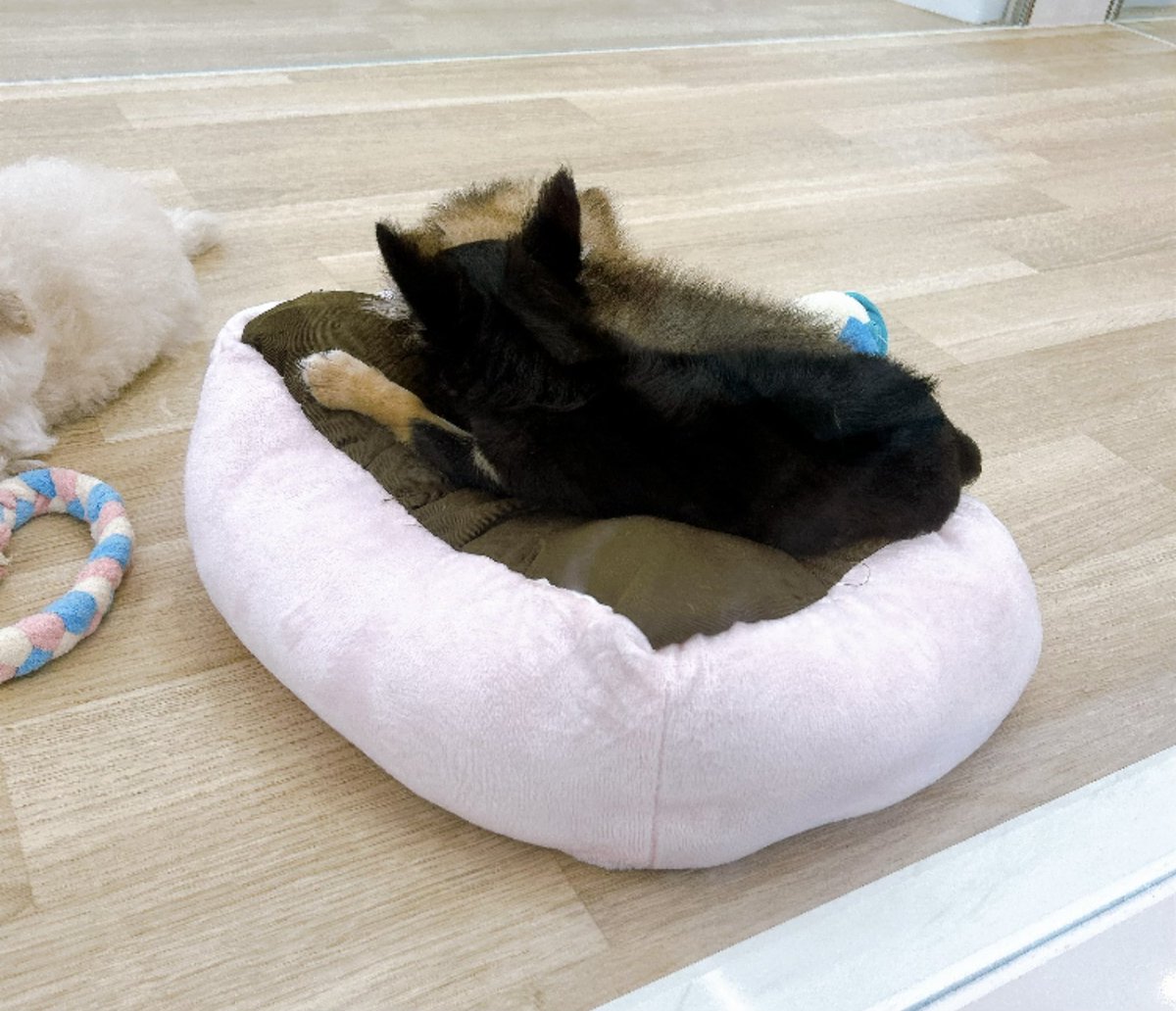 piiyo9135's tweet photo. 癒しがいっぱい🫶
わんちゃんほしいいい😍！
 #わんこ https://t.co/QKmbWQgw4S