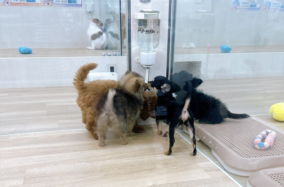 piiyo9135's tweet photo. 癒しがいっぱい🫶
わんちゃんほしいいい😍！
 #わんこ https://t.co/QKmbWQgw4S