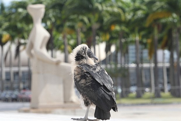 reportersalles's tweet photo. STF proíbe presença de jornalistas, veta manifestações e fechará a Praça dos Três Poderes nesta terça-feira.

Por decisão de Edson Fachin, jornalistas não poderão acompanhar o julgamento de Alexandre de Moraes no plenário e ficarão restritos apenas ao Comitê de Imprensa, localizado no segundo andar.

A Praça dos Três Poderes será cercada, e um esquema reforçado de policiamento impedirá a presença do público no local.

(Afastando o povo democraticamente, claro).