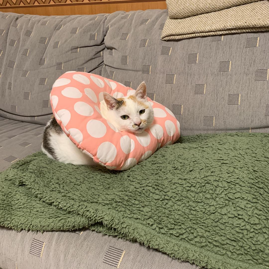 ErlineRosskskd's tweet photo. 何かが制限されているからこそ見えてくる視野というものがあるのかもしれない。不自由の中にこそ、本来の輪郭が浮かび上がる不思議さよ。 https://t.co/jeCcPqwyvU