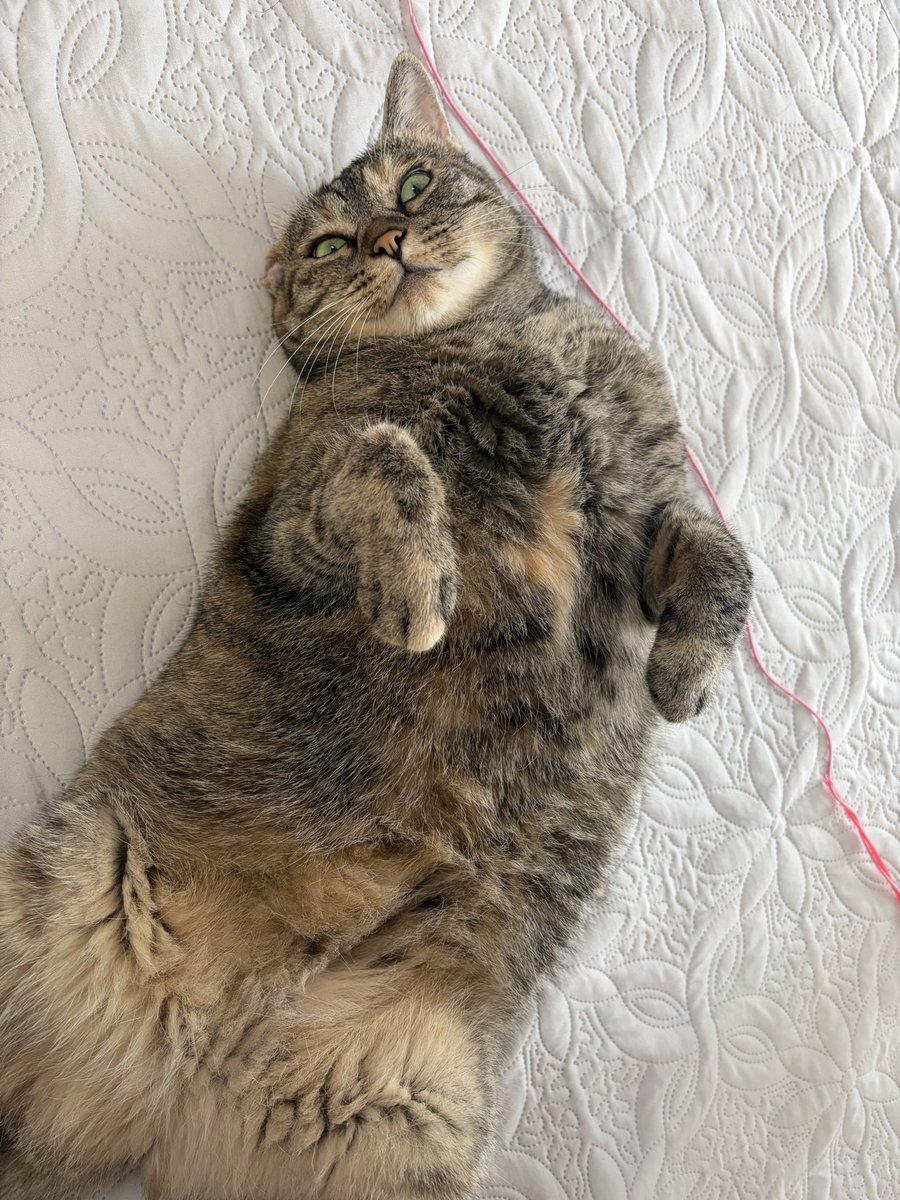 tsukushicompany's tweet photo. つくしさんのお誕生日まで
あと9日💓
#猫好きさんと繋がりたい #猫のいる暮らし https://t.co/wT1xKHoKja
