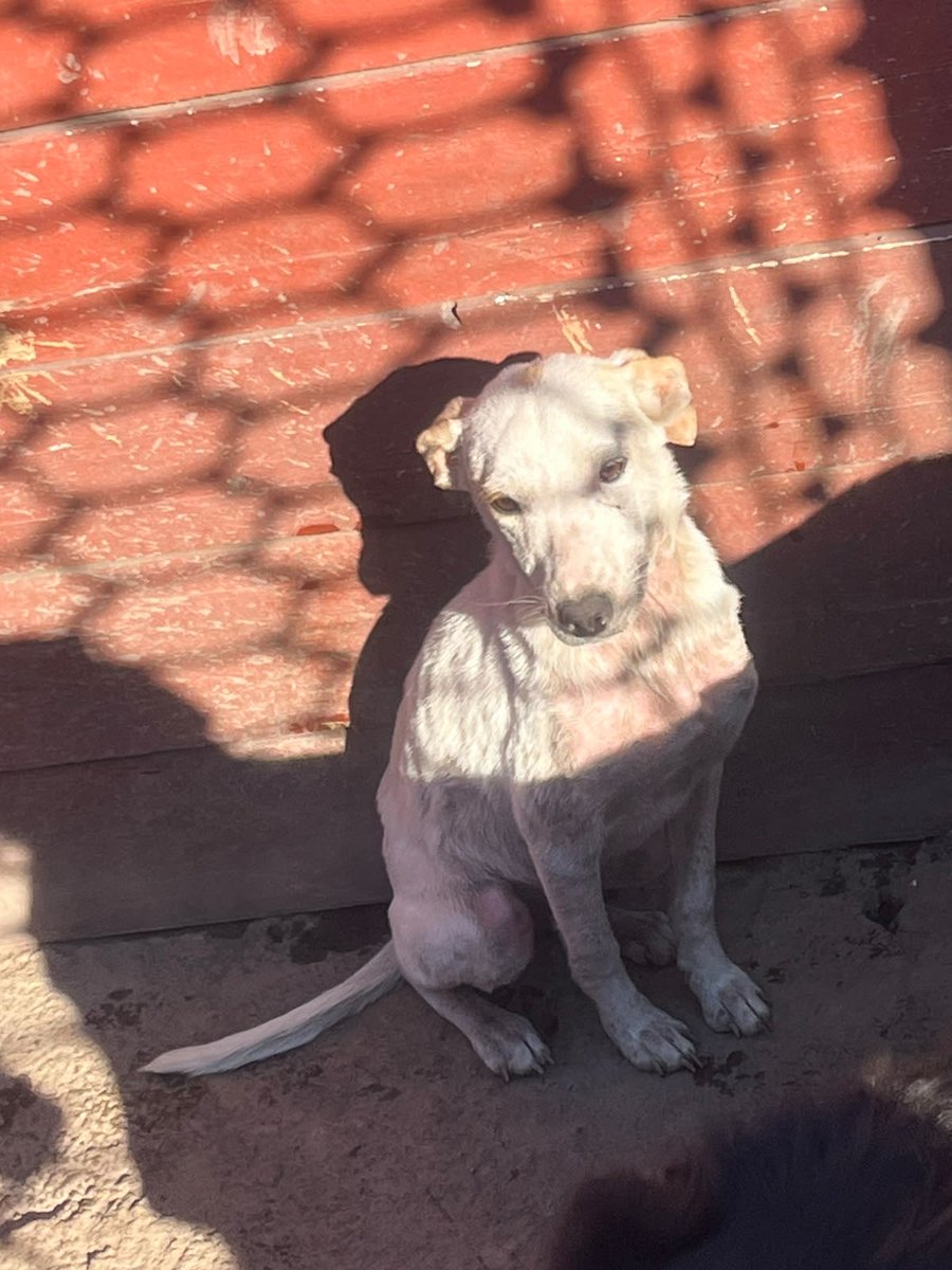 OMFA_Refugio's tweet photo. Bianca llegó al Refugio con todo su cuello quemado, así está ahora en plena recuperación! Gracias a todos los que nos apoyan y nos ayudan a seguir salvando vidas https://t.co/Z97I4rrtPa