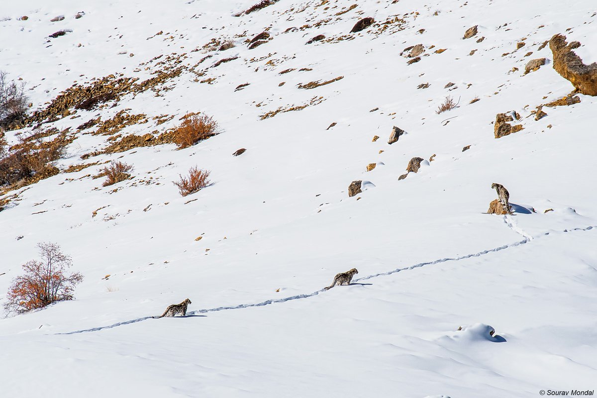 SnowLeopardNet tweet picture