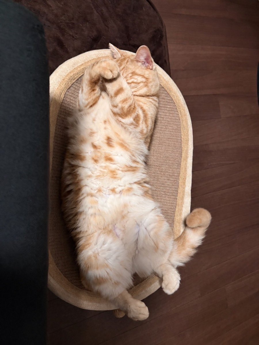MASASHI_Pi_suke's tweet photo. 🫣
おはようございます🐈 https://t.co/yBuLduSgqu