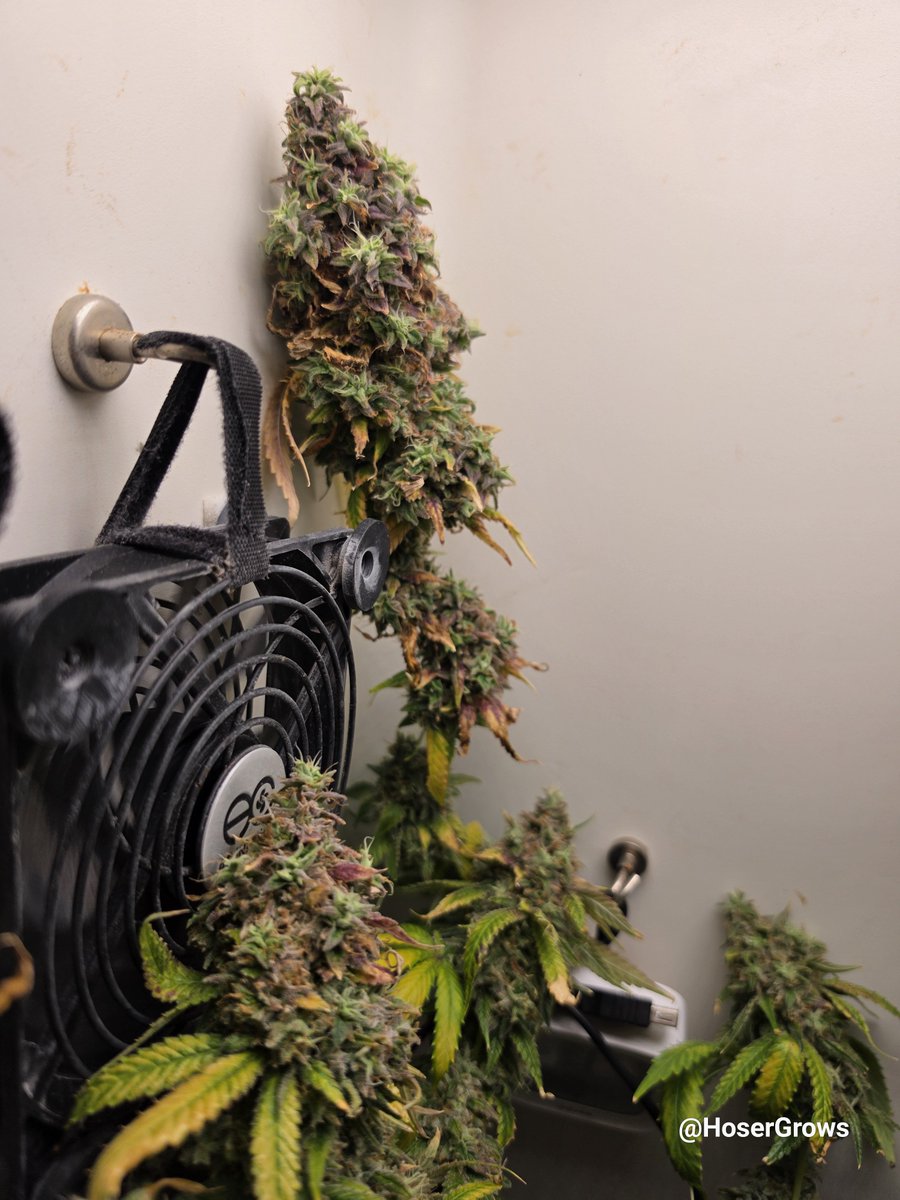 hosergrows's tweet photo. Well... 🪓⚒️

It's go time for Rainbow Guava!!

Going for a different approach this harvest 

Probably could have done better this grow, but I'm happy with myself nonetheless!!

Ready to start the dry process 🤞🫰

#HoserGrows #growyourown https://t.co/fK5OO6S9ar
