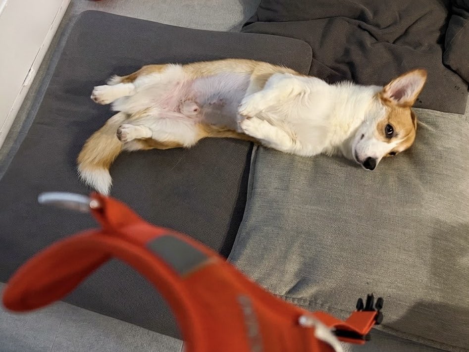 109corgi's tweet photo. 今日はお散歩行きたくないです

#とりあえずお腹見せておきます
#だいたいこれでなんとかなる
#傷治ってきたよ https://t.co/quL5UP2Kd5