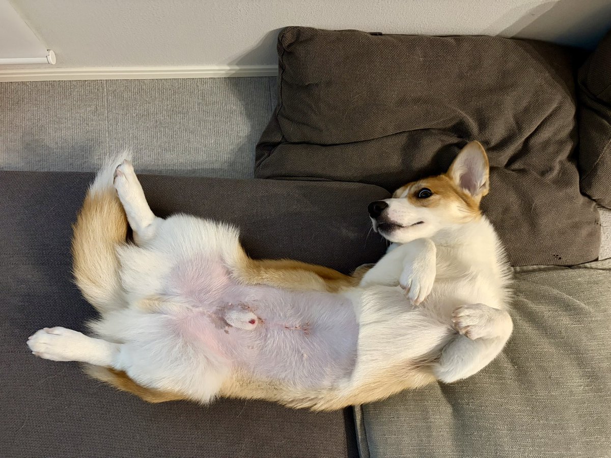109corgi's tweet photo. 今日はお散歩行きたくないです

#とりあえずお腹見せておきます
#だいたいこれでなんとかなる
#傷治ってきたよ https://t.co/quL5UP2Kd5
