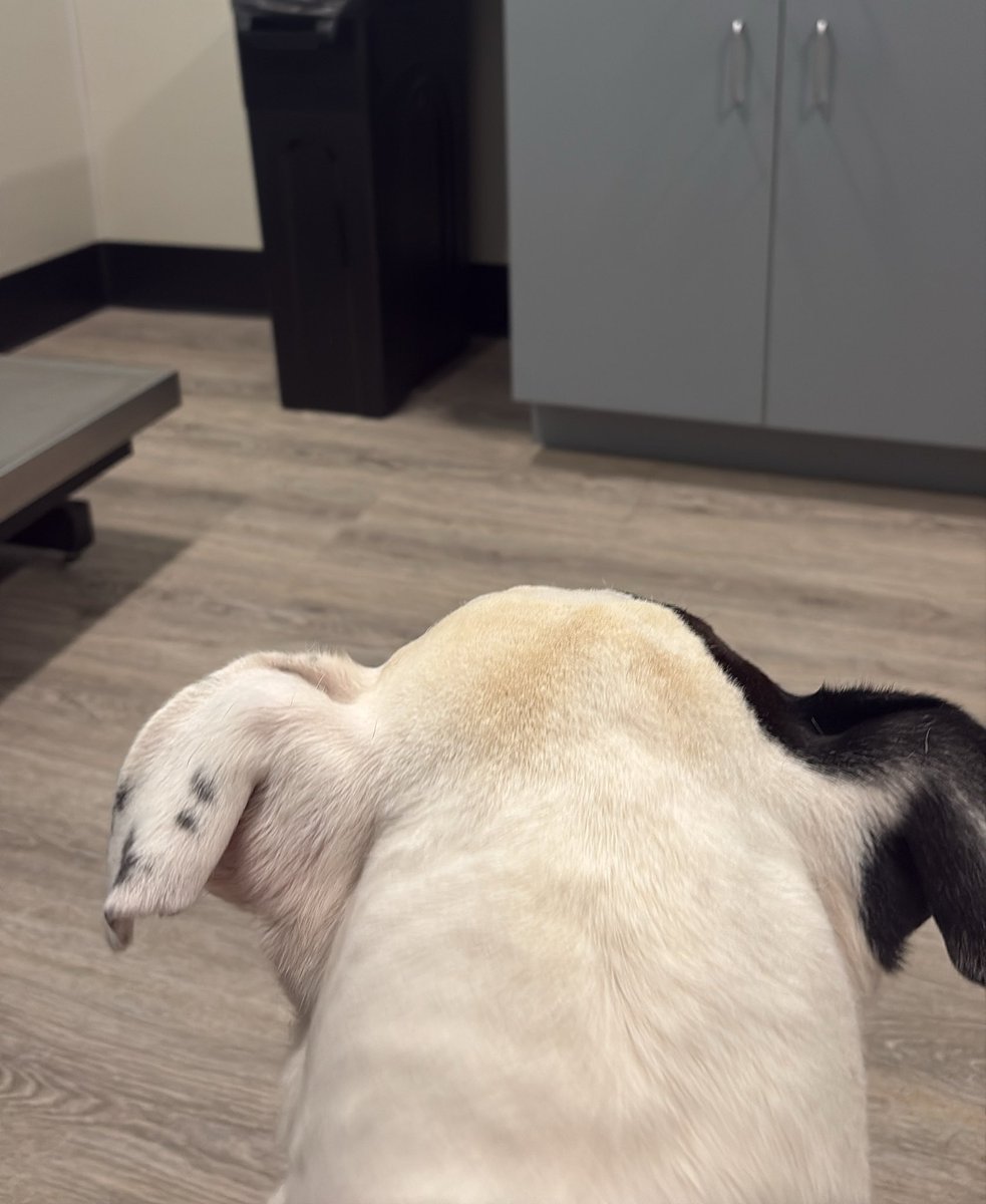thedeanp's tweet photo. At the vet with my boy at 930 on a Monday night… I think he has a UTI.
Everyone say hi to Groot please (and me as well I’m scared I don’t like that he doesn’t feel well) https://t.co/lJAxSuqkyG