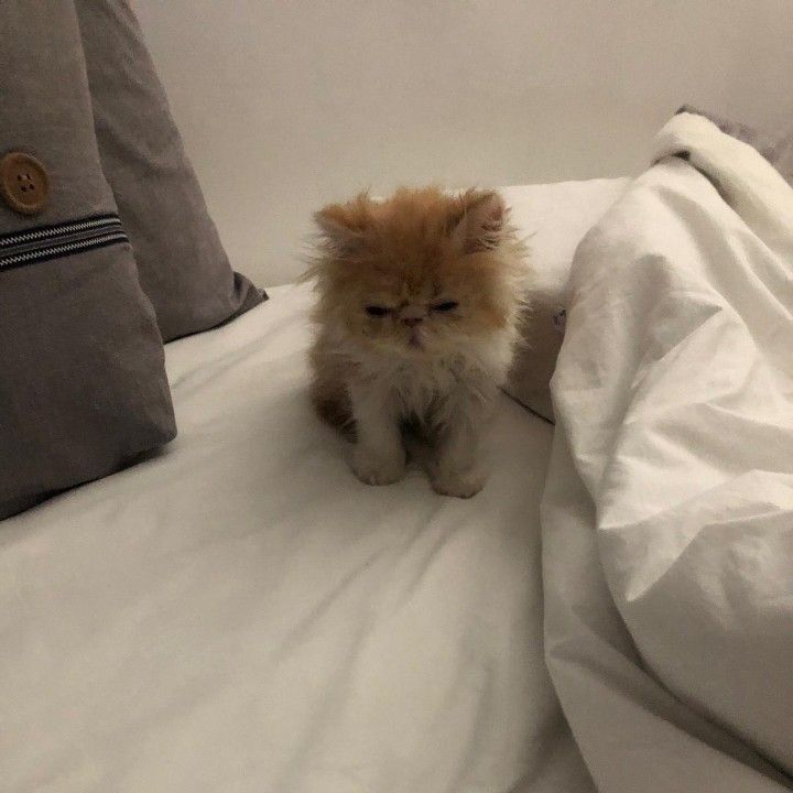 malrang_s_'s tweet photo. 끝내주는 낮잠 자고 일어났는지 머리털이 하나같이 삐죽삐죽하네 https://t.co/MbI2JfMq5g