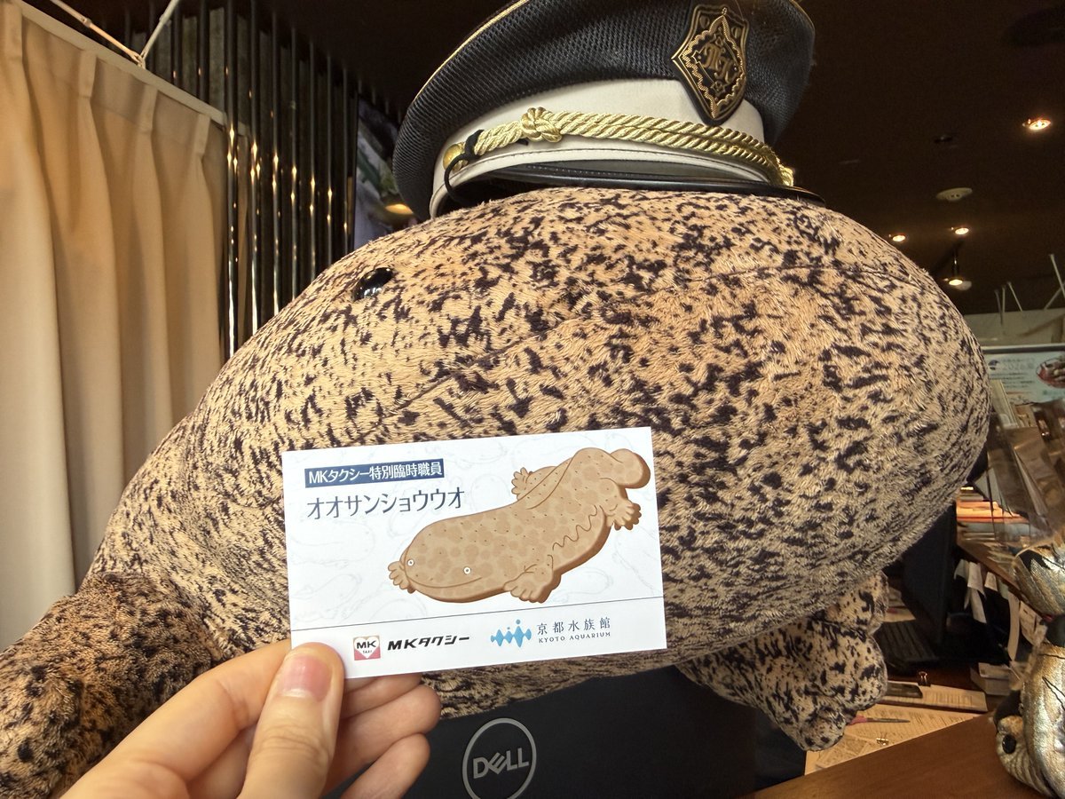 MKofficial_PR's tweet photo. 京都水族館さんとのコラボ企画で、現在MKタクシー京都駅八条口乗り場「MKVIPステーション」で巨大なオオサンショウウオ（ぬい）が特別臨時職員として勤務中！ お気軽に会いにきてくださいね。

勤務期間：2026年9月5日(土)～9月30日(水)
「限定名刺」あり
場所：https://t.co/qxMeKuHPCi https://t.co/6mMvSih4vU
