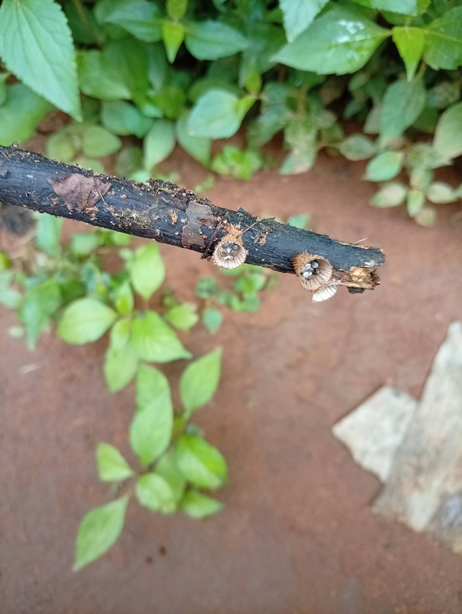 ClementImgb8's tweet photo. finding weird little things that just exist is fine by me. the world keeps going whether i understand it or not. suppose that is enough for today. https://t.co/D5zGQv1pxz