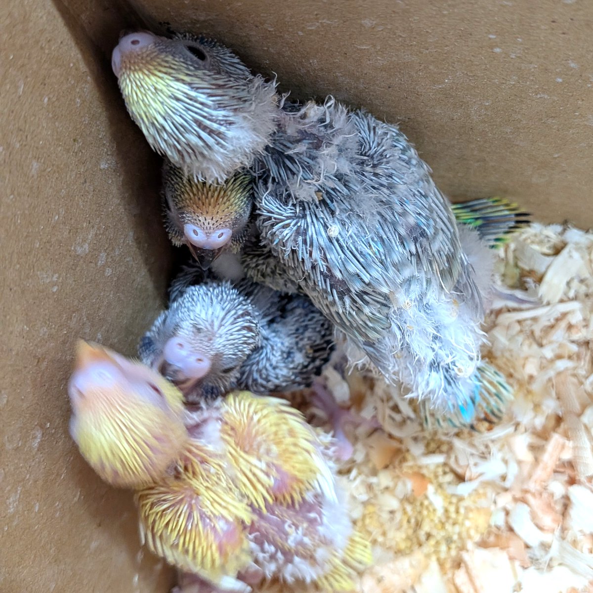 petshopkoike's tweet photo. セキセイインコ入りました。 https://t.co/mh8yWWROqJ